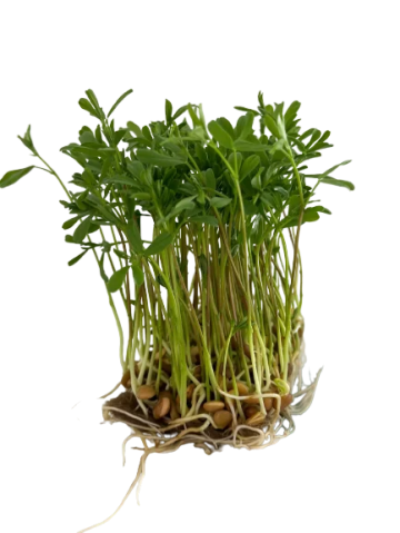 Microplante Iasi Linte