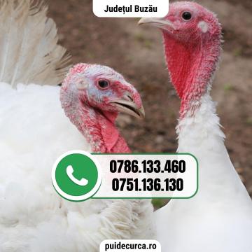 Pui curca 1,5 - 2 kg (Buzau si alte judete)