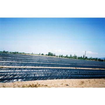 Folie mulch neagra perforata 50 microni 1,2m x 1000m de la Green Garden Srl