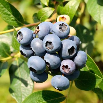 Afin Sierra ( Vaccinium corymbosum) de 10-15cm de la Plante Si Flori Srl
