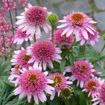 Echinacea roz Butterfly Kisses de la Plante Si Flori Srl
