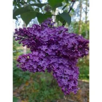 Liliac mov inchis de 40-50cm la ghiveci 2l.