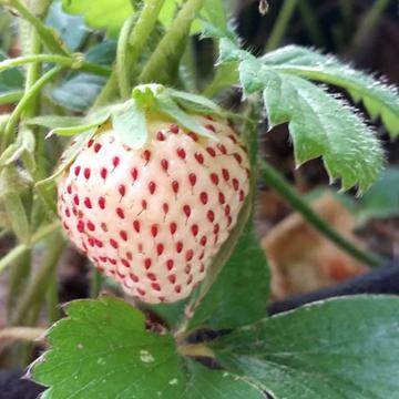 Butasi de capsuni Pineberry remontanti de la Plante Si Flori Srl