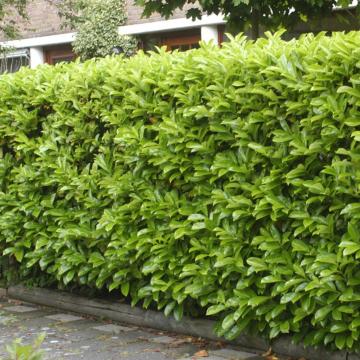Arbust Laur (Prunus Novita) de 20-30cm la ghiveci 0.7L de la Plante Si Flori Srl