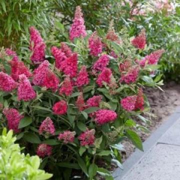 Liliac rosu de vara de 15-25cm la ghiveci 2L de la Plante Si Flori Srl