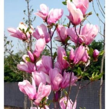 Planta Magnolia George Henry Kern de 60-70cm la ghiveci 2L de la Plante Si Flori Srl