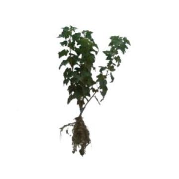 Mur Thornfree fara ghimpi anul 2 de 30-35cm