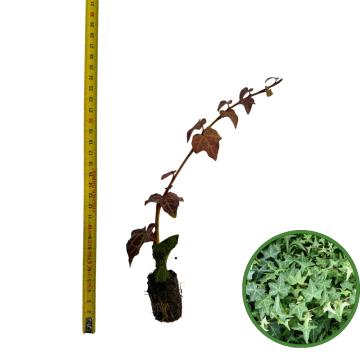 Puiet Iedera Helix 10cm de la Plante Si Flori Srl