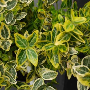 Puiet salba verde cu galben de 15-25cm la ghiveci 3l de la Plante Si Flori Srl
