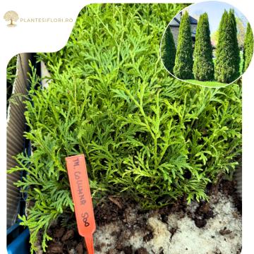 Puiet Tuia Columna 10-15cm de la Plante Si Flori Srl
