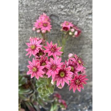 Planta suculenta Sempervivum arachnoideum de la Plante Si Flori Srl