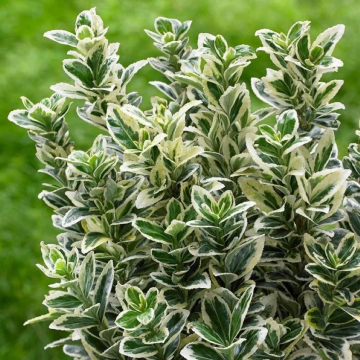 Arbust ornamental Euonimus J. Bravo